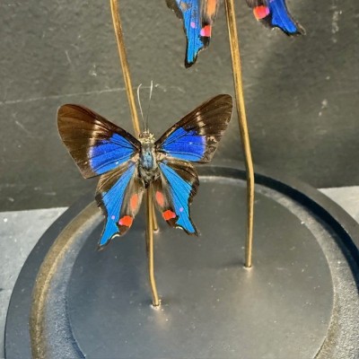 3 papillons Rhetus periander - Cloche à papillons