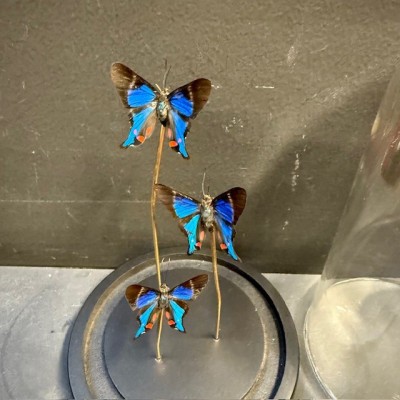 3 Rhetus periander transparent butterflies - Butterfly bell