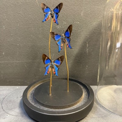 3 Rhetus periander transparent butterflies - Butterfly bell