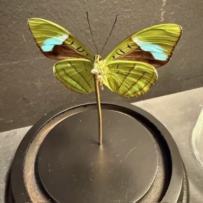 Nessaea hewitsonii butterfly under glass bell