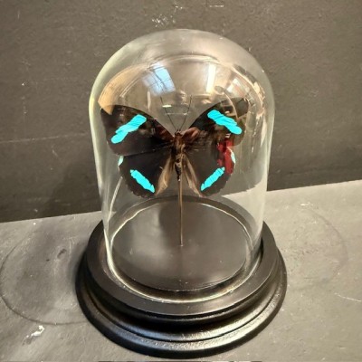 Papillon de Hewitson - Nessaea hewitsonii sous cloche