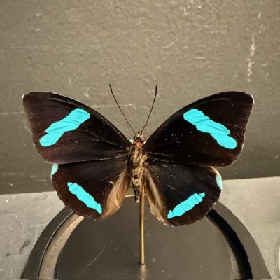 Papillon de Hewitson - Nessaea hewitsonii sous cloche