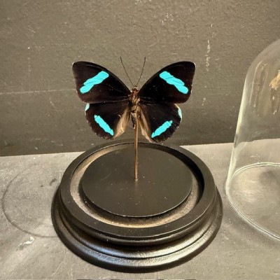 Papillon de Hewitson - Nessaea hewitsonii sous cloche