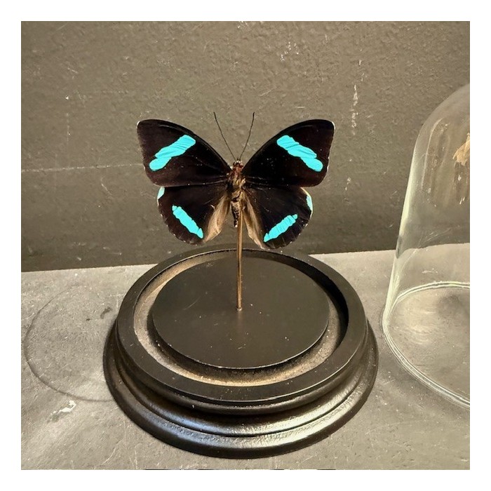 Nessaea hewitsonii butterfly under glass bell