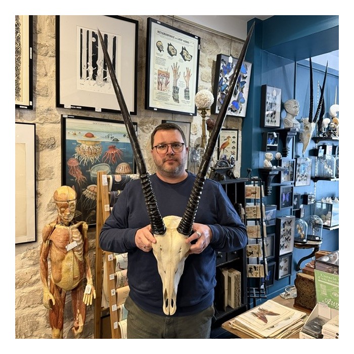 Polished Oryx Skull - South African Oryx gazella - Wall Trophy