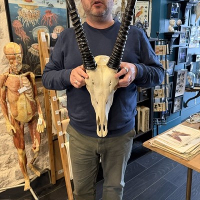 Polished Oryx Skull - South African Oryx gazella - Wall Trophy