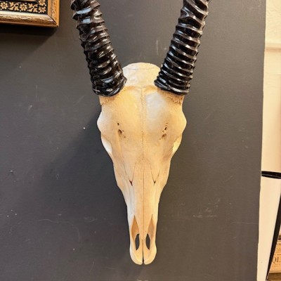 Polished Oryx Skull - South African Oryx gazella - Wall Trophy
