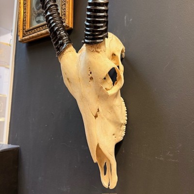 Polished Oryx Skull - South African Oryx gazella - Wall Trophy