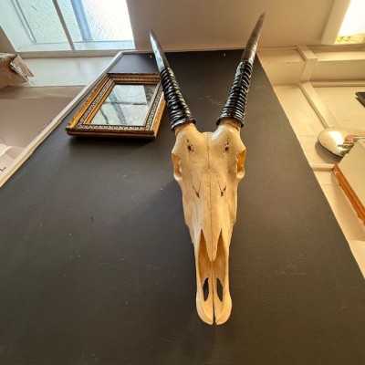 Polished Oryx Skull - South African Oryx gazella - Wall Trophy