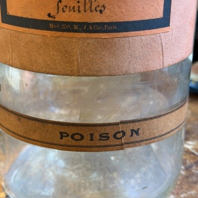 Digitale en feuilles - POISON - Bocal ancien de pharmacie-Apothicaire