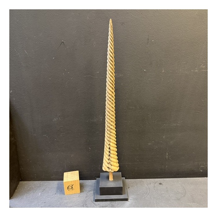 Spiral-carved marlin rostrum - Istiophoridae - Unicorn