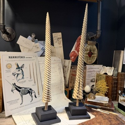 Spiral-carved marlin rostrum - Istiophoridae - Unicorn