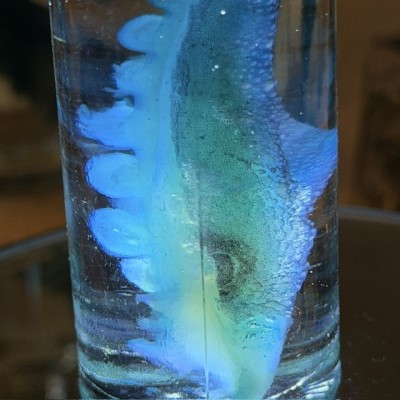 Octopus Tentacle Diaphanisation - Biological preparation