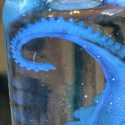 Octopus Tentacle Diaphanisation - Biological preparation