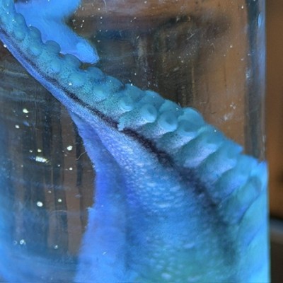 Diaphanie de Tentacule de Pieuvre - Préparation biologique