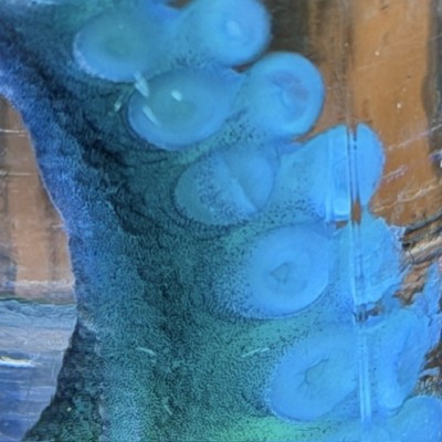 Octopus Tentacle Diaphanisation - Biological preparation