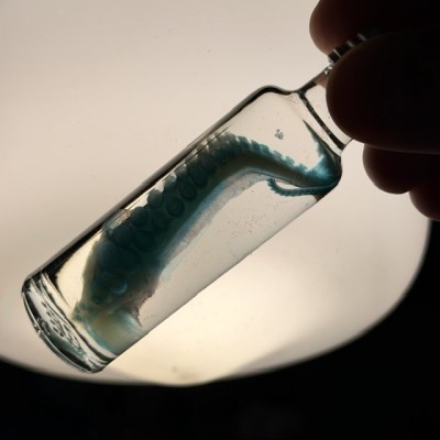 Diaphanie de Tentacule de Pieuvre - Préparation biologique