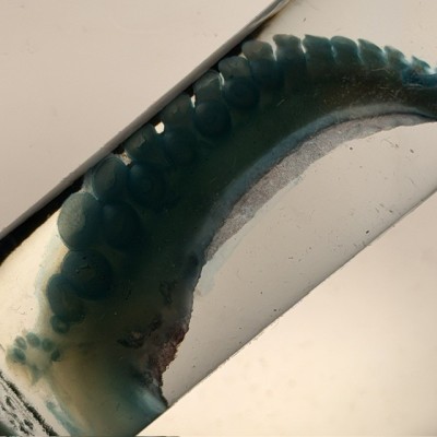 Octopus Tentacle Diaphanisation - Biological preparation