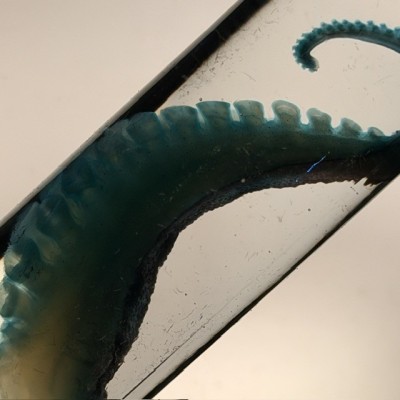 Octopus Tentacle Diaphanisation - Biological preparation