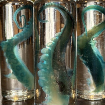 Octopus Tentacle Diaphanisation - Biological preparation