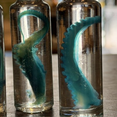 Octopus Tentacle Diaphanisation - Biological preparation