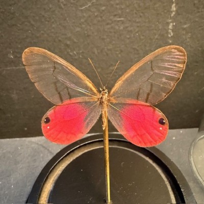 Blushing Phantom - Cithaerias merolina butterfly under glass bell