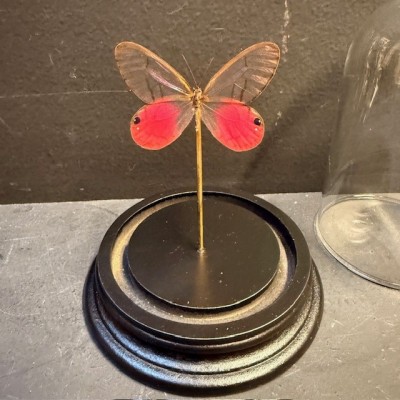 Blushing Phantom - Cithaerias merolina butterfly under glass bell