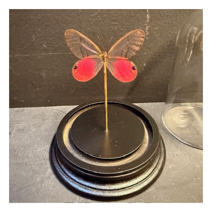 Papillon Fantôme rougissant - Cithaerias merolina sous Cloche