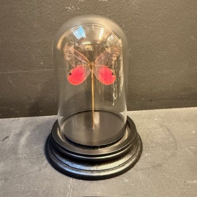 Blushing Phantom - Cithaerias merolina butterfly under glass bell
