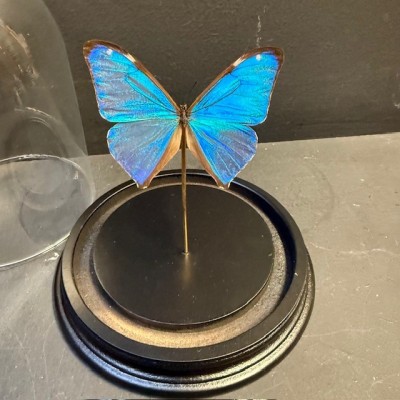 Papillon Papillon Morpho aega du Brésil sous Cloche