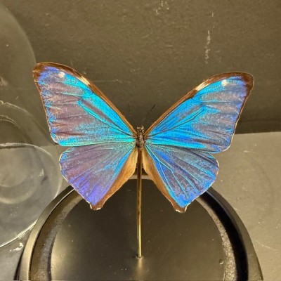 Papillon Papillon Morpho aega du Brésil sous Cloche
