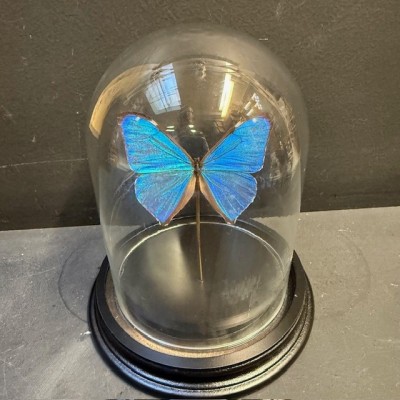 Morpho aega butterfly under glass bell