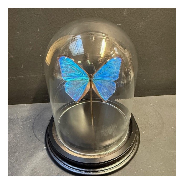Papillon Papillon Morpho aega du Brésil sous Cloche