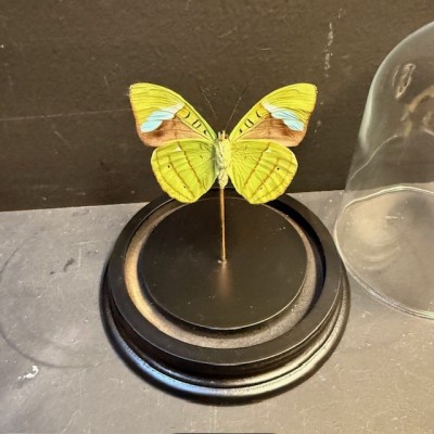 Nessaea hewitsonii butterfly under glass bell