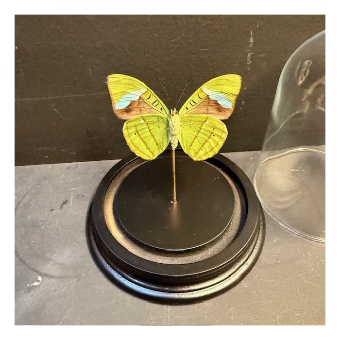 Nessaea hewitsonii butterfly under glass bell