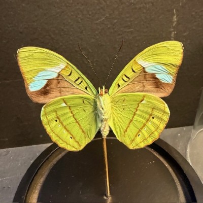 Papillon de Hewitson - Nessaea hewitsonii sous cloche