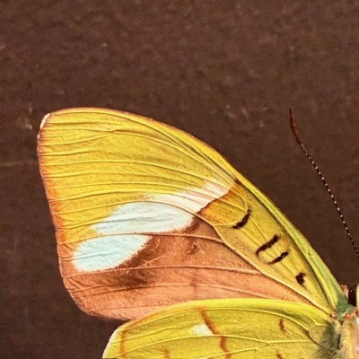 Nessaea hewitsonii butterfly under glass bell