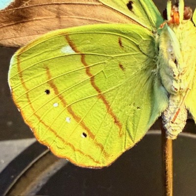 Nessaea hewitsonii butterfly under glass bell