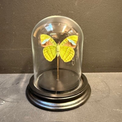 Papillon de Hewitson - Nessaea hewitsonii sous cloche