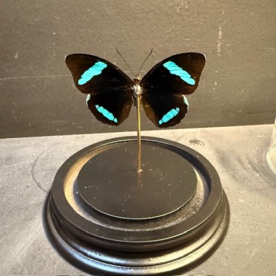 Papillon de Hewitson - Nessaea hewitsonii sous cloche