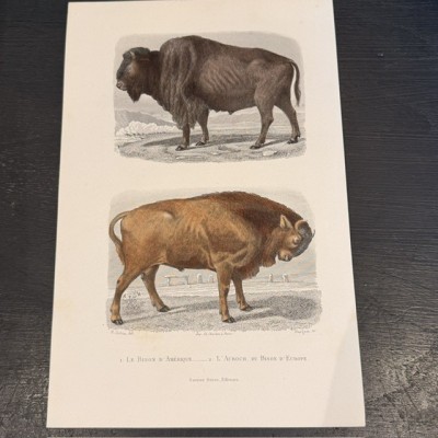 Planche Histoire Naturelle Buffon - Garnier Frères - Animaux - 1853/1857