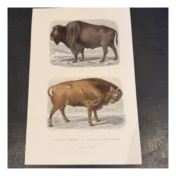 Planche Histoire Naturelle Buffon - Garnier Frères - Animaux - 1853/1857