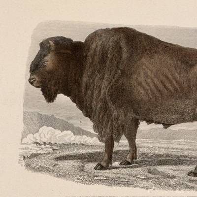 Planche Histoire Naturelle Buffon - Garnier Frères - Animaux - 1853/1857