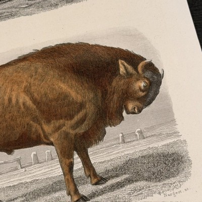 Natural History Board of Buffon - Garnier Frères - Zoology - 1853/1857