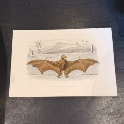 Natural History Board of Buffon - Garnier Frères - Zoology - 1853/1857
