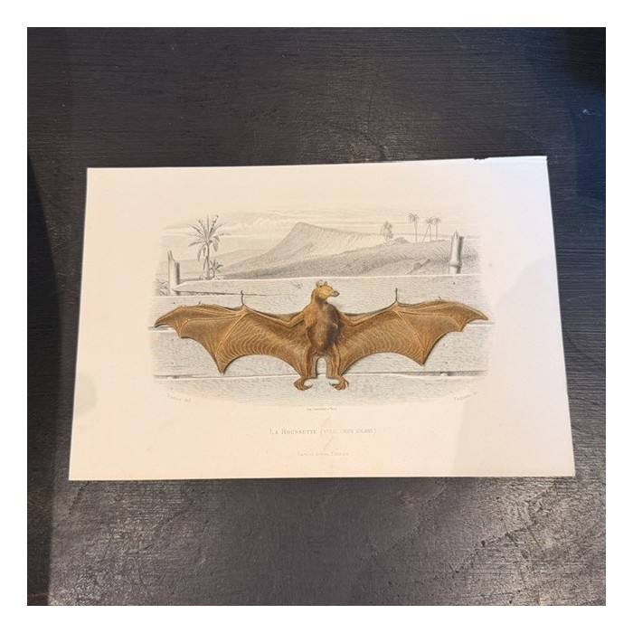 Planche Histoire Naturelle Buffon - Garnier Frères - Animaux - 1853/1857