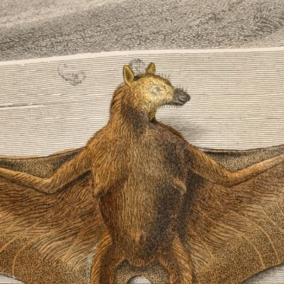 Natural History Board of Buffon - Garnier Frères - Zoology - 1853/1857