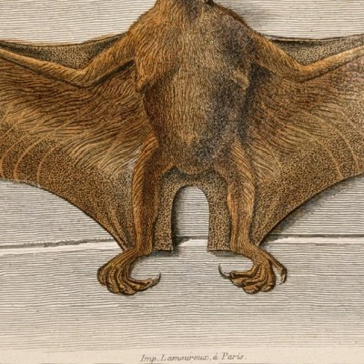Natural History Board of Buffon - Garnier Frères - Zoology - 1853/1857