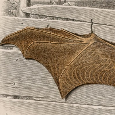 Natural History Board of Buffon - Garnier Frères - Zoology - 1853/1857