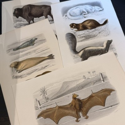 Planche Histoire Naturelle Buffon - Garnier Frères - Animaux - 1853/1857